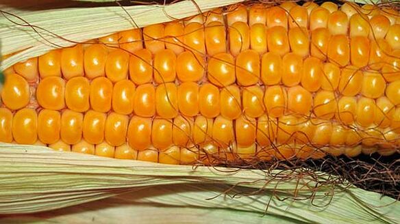 Qué no comer en la dieta cetogénica